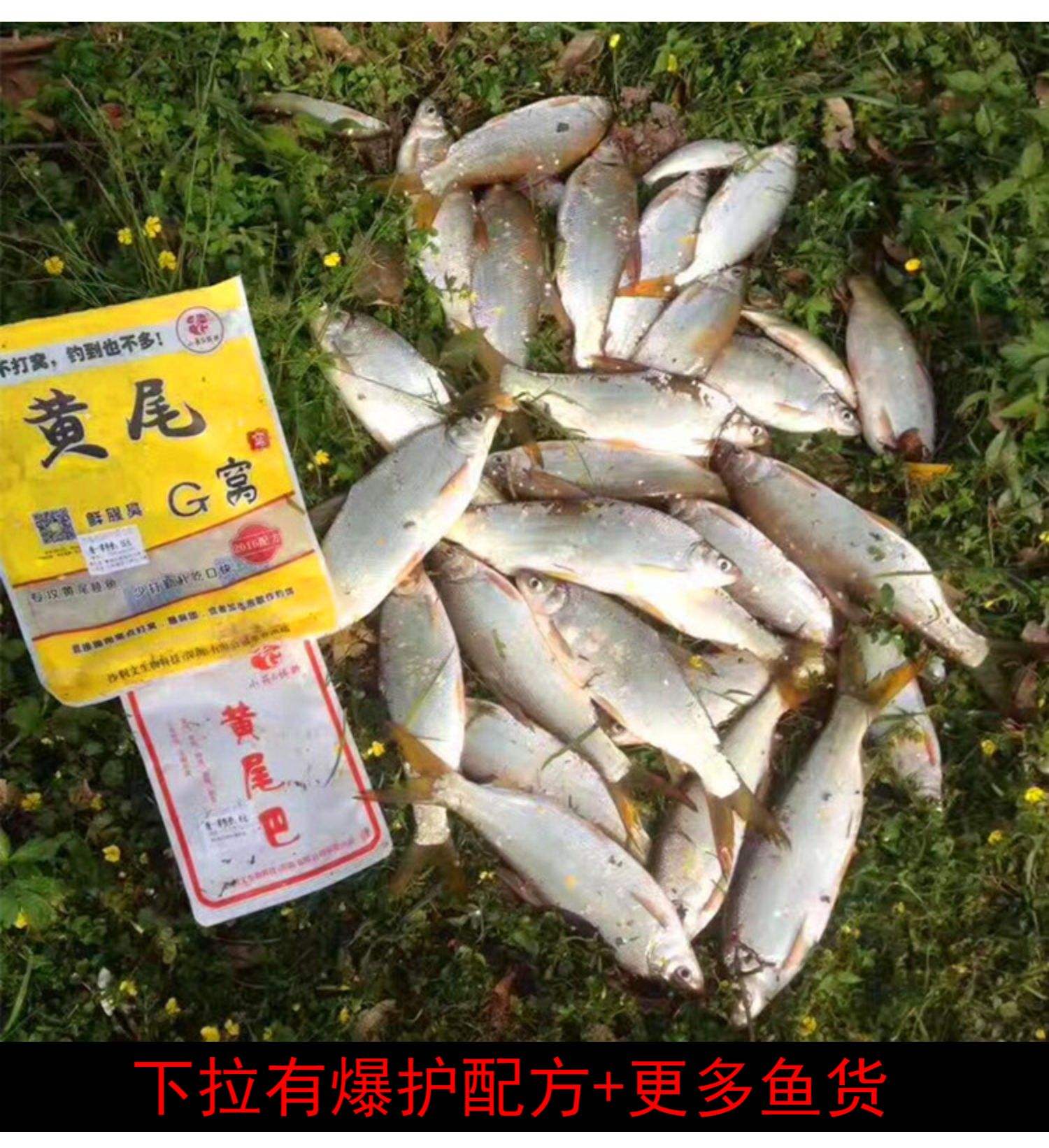钓黄尾什么饵料(钓黄尾什么饵料最佳效果)