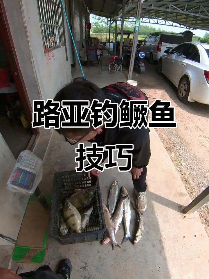 黑坑鳜鱼路亚(黑坑 鳜鱼)