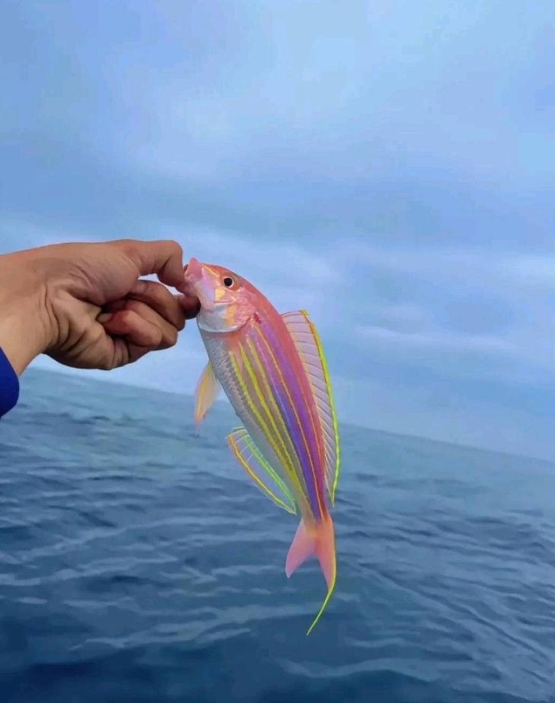 深海海钓鱼(深海海钓鱼竿最贵的多少钱)