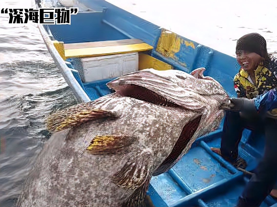 深海海钓鱼(深海海钓鱼竿最贵的多少钱)