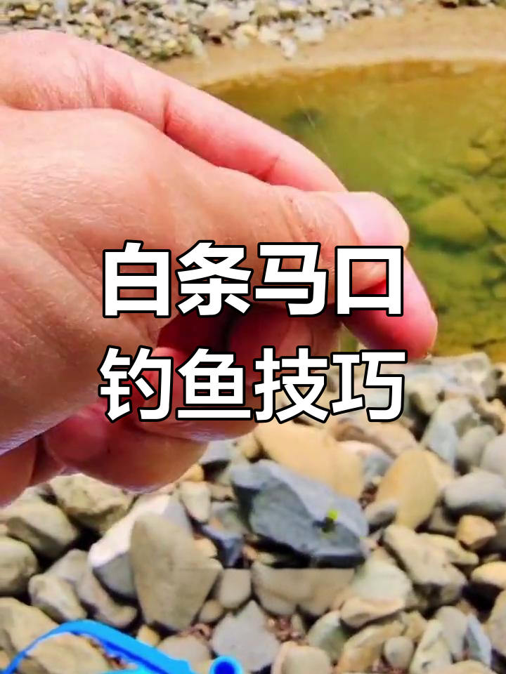 秋天钓白条技巧(秋天钓白条技巧和方法)
