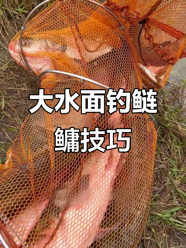 臭味鲢鳙饵料(臭味鲢鳙饵料怎么配)