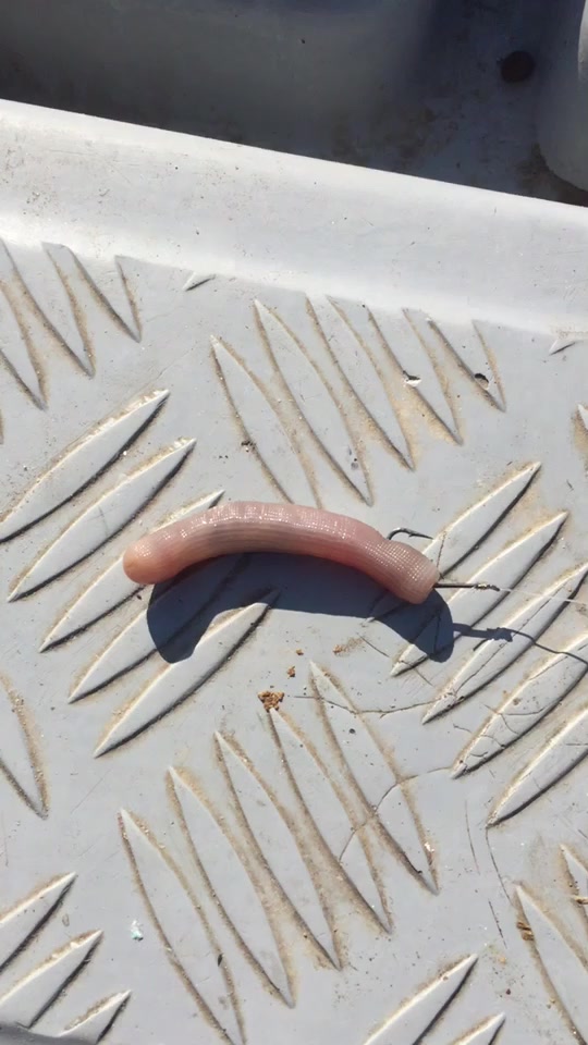 沙虫远投竿怎么海钓(沙虫怎么上钩)