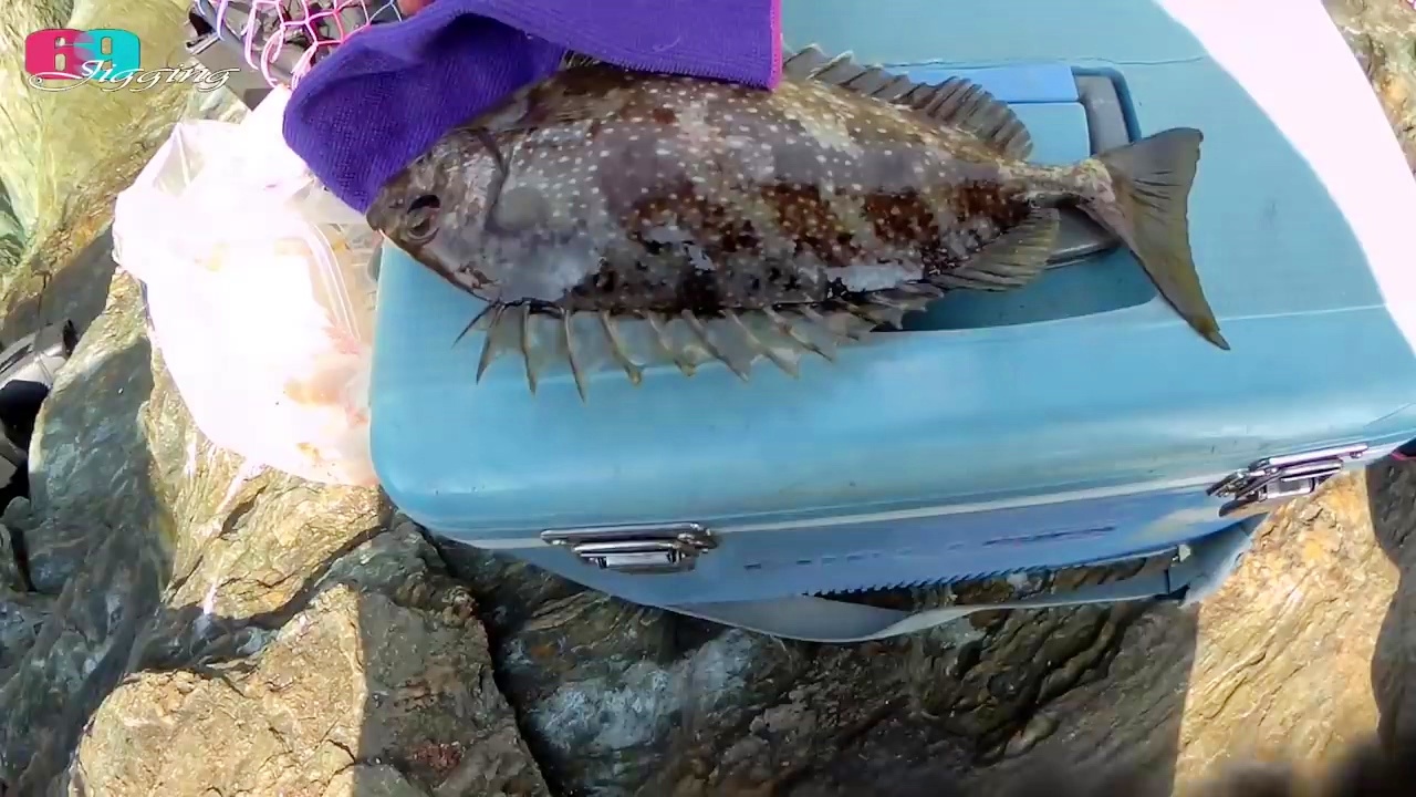 海钓如何避开臭肚(海钓鱼怎么处理)
