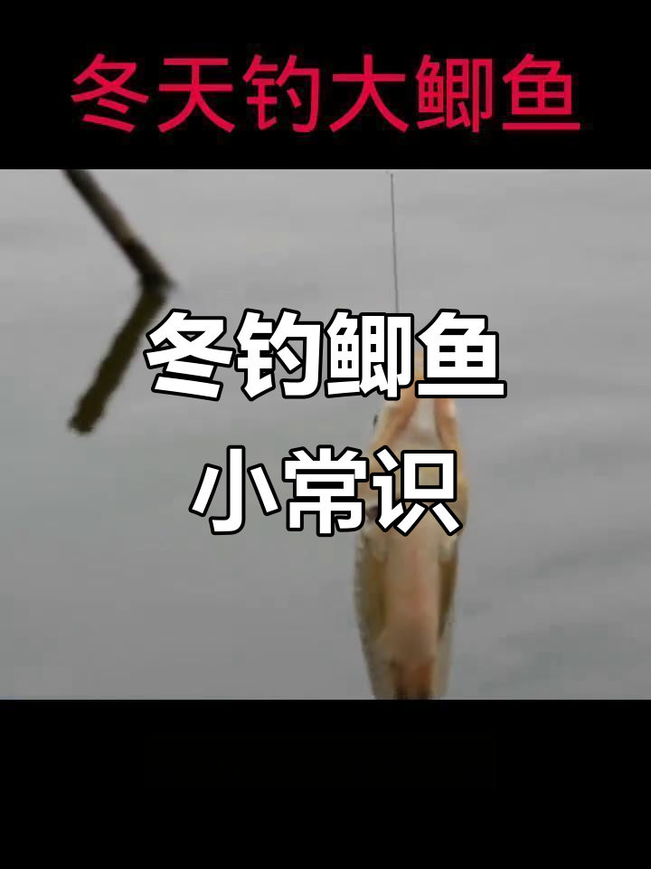 冬钓大棚鲫鱼技巧(冬季大棚钓鲫鱼调几钓几)