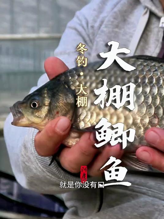 冬钓大棚鲫鱼技巧(冬季大棚钓鲫鱼调几钓几)