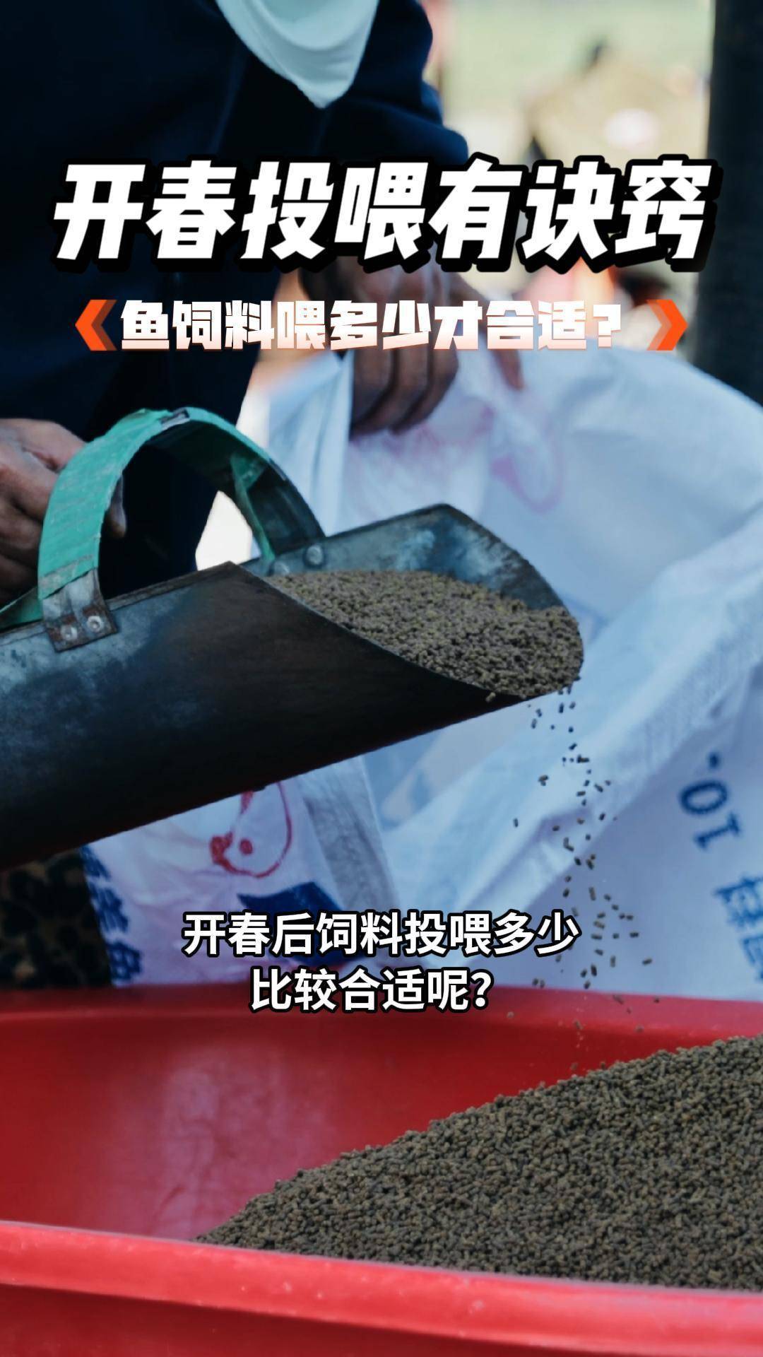 鱼料投喂的技巧(鱼料投喂的技巧和方法)