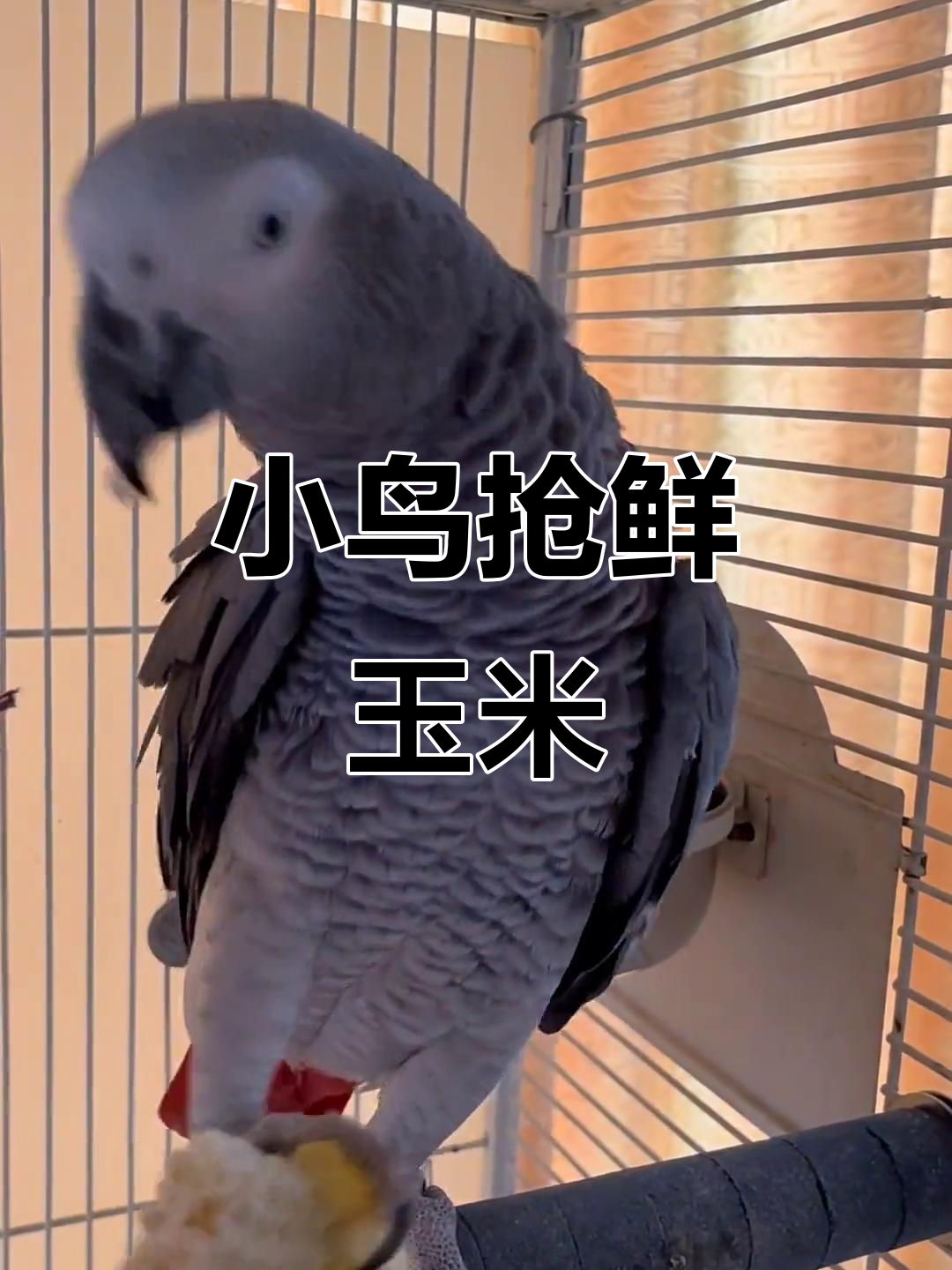 逗玉米技巧(玉米逗钓技巧)