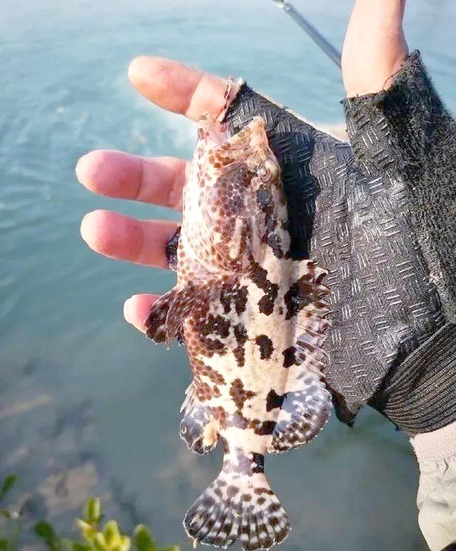 路亚海鱼(路亚海鱼教学)