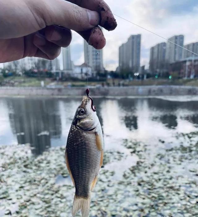 四海钓鲫鱼小(四海钓鱼钓具)