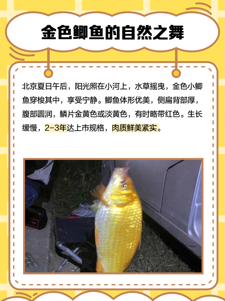 上海钓黄金鲫鱼(上海钓黄金鲫鱼的地方)