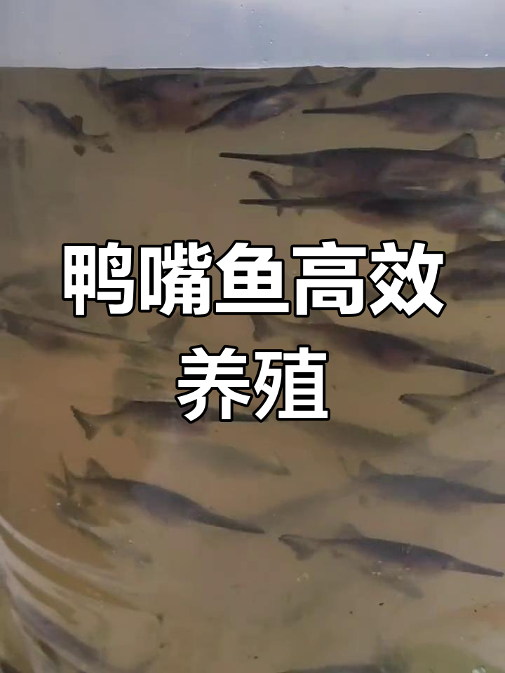 路亚鸭嘴鱼(鸭嘴鱼为什么不建议养)
