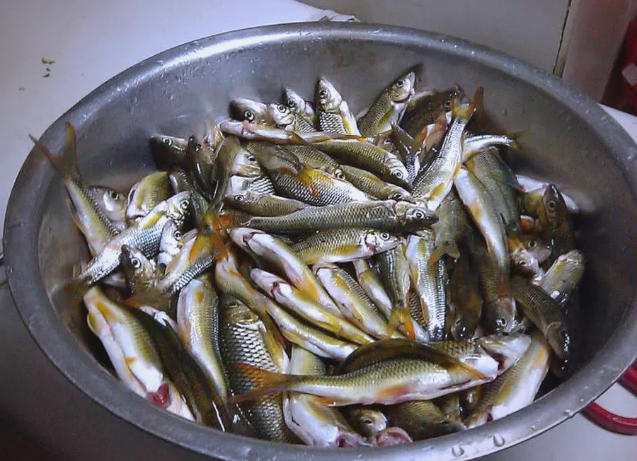 钓红赤尾技巧(红赤尾鱼用什么饵料钓)