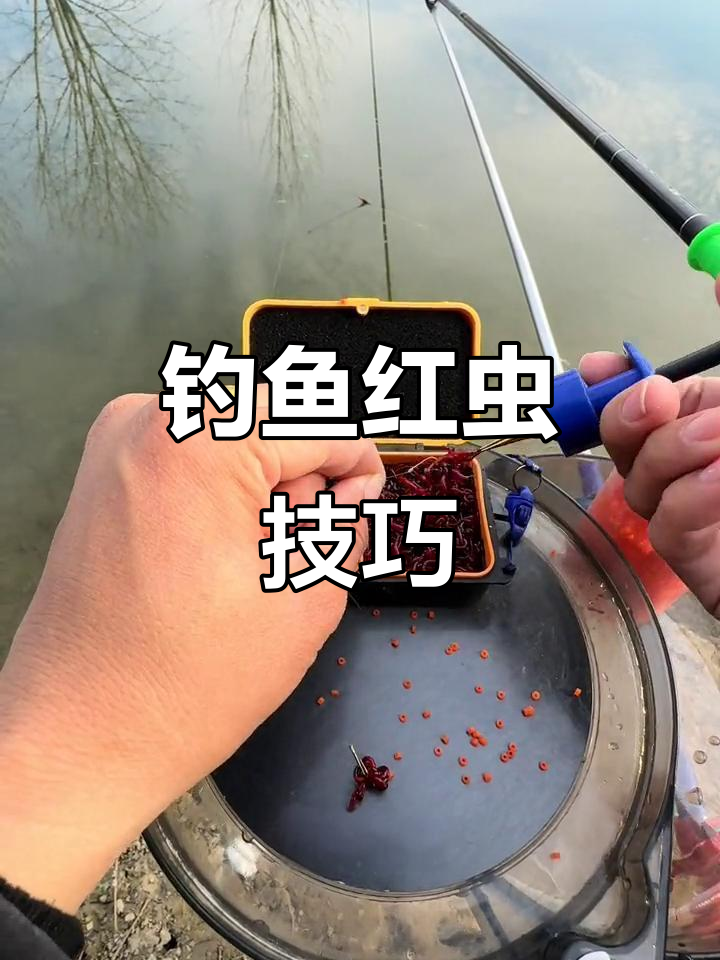 快速挂红虫技巧(钓鱼怎样挂红虫最简单省事)