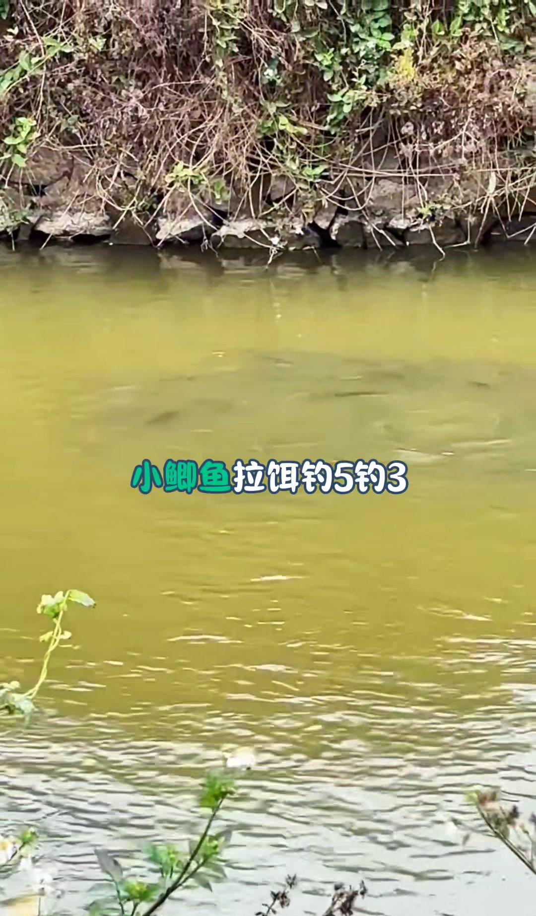 钓1两小鲫鱼技巧(钓1两的鲫鱼用多大的钩)