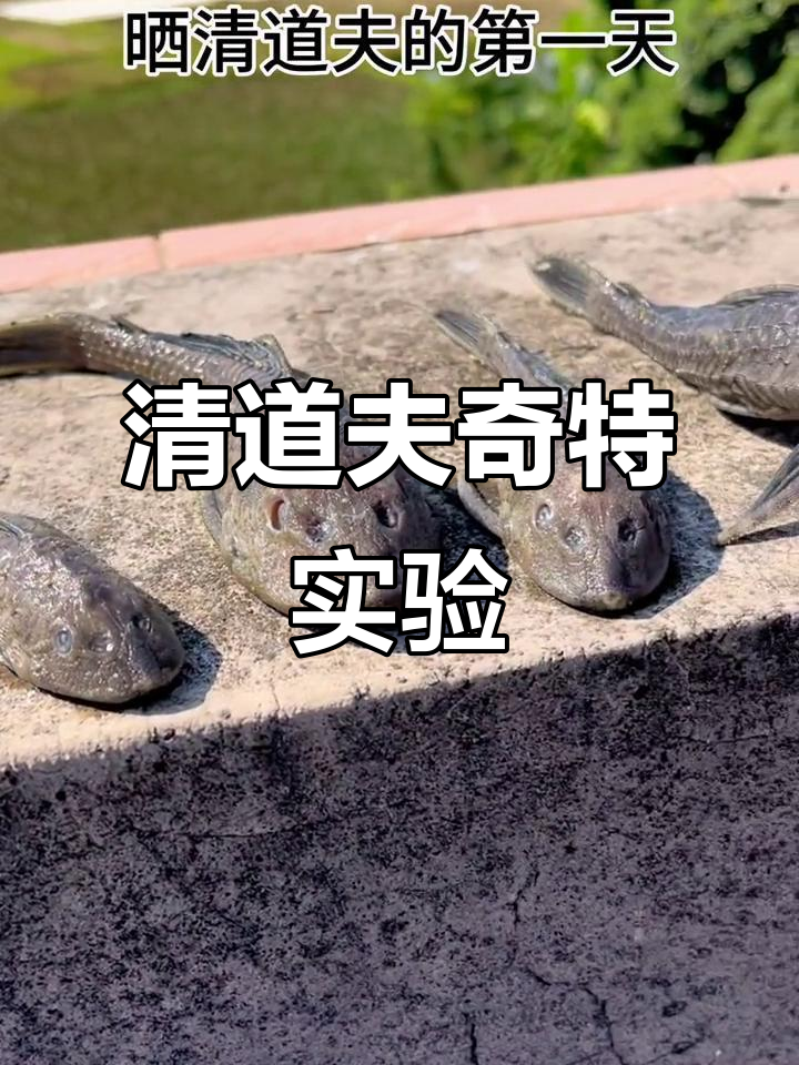 清道夫饵料(清道夫鱼饵)