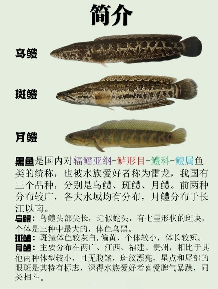 北方路亚黑鱼技巧(北方春季路亚黑鱼)