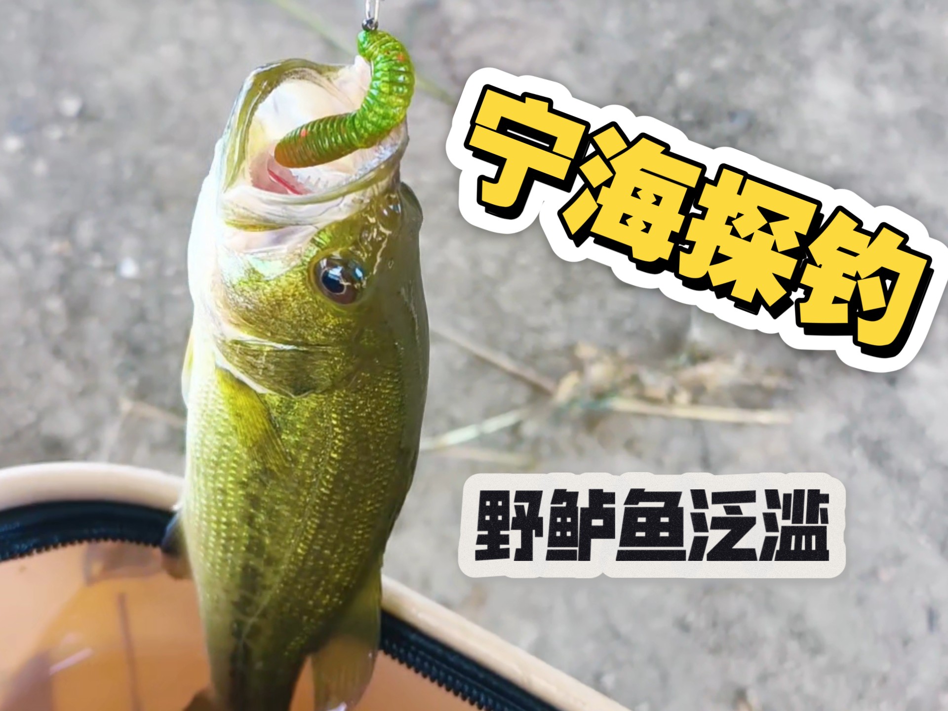 宁德海钓点(宁德钓鱼的地方汇总)