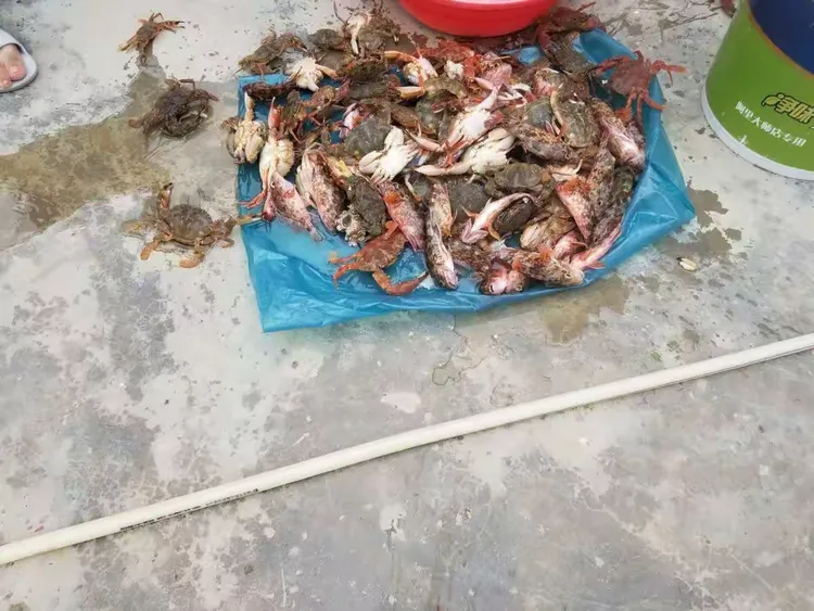 东极岛海钓多少钱(东极岛矶钓钓位)