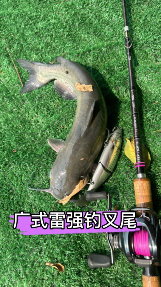 钓叉尾鮰饵料(钓叉尾鱼用什么饵料钓最好)