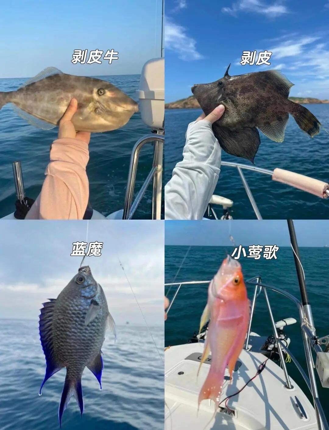 月坨岛海钓方法(月坨岛能钓鱼吗)