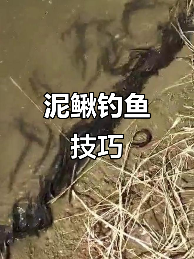 秋冬泥鳅钓鱼技巧(秋天用泥鳅怎么钓鱼)