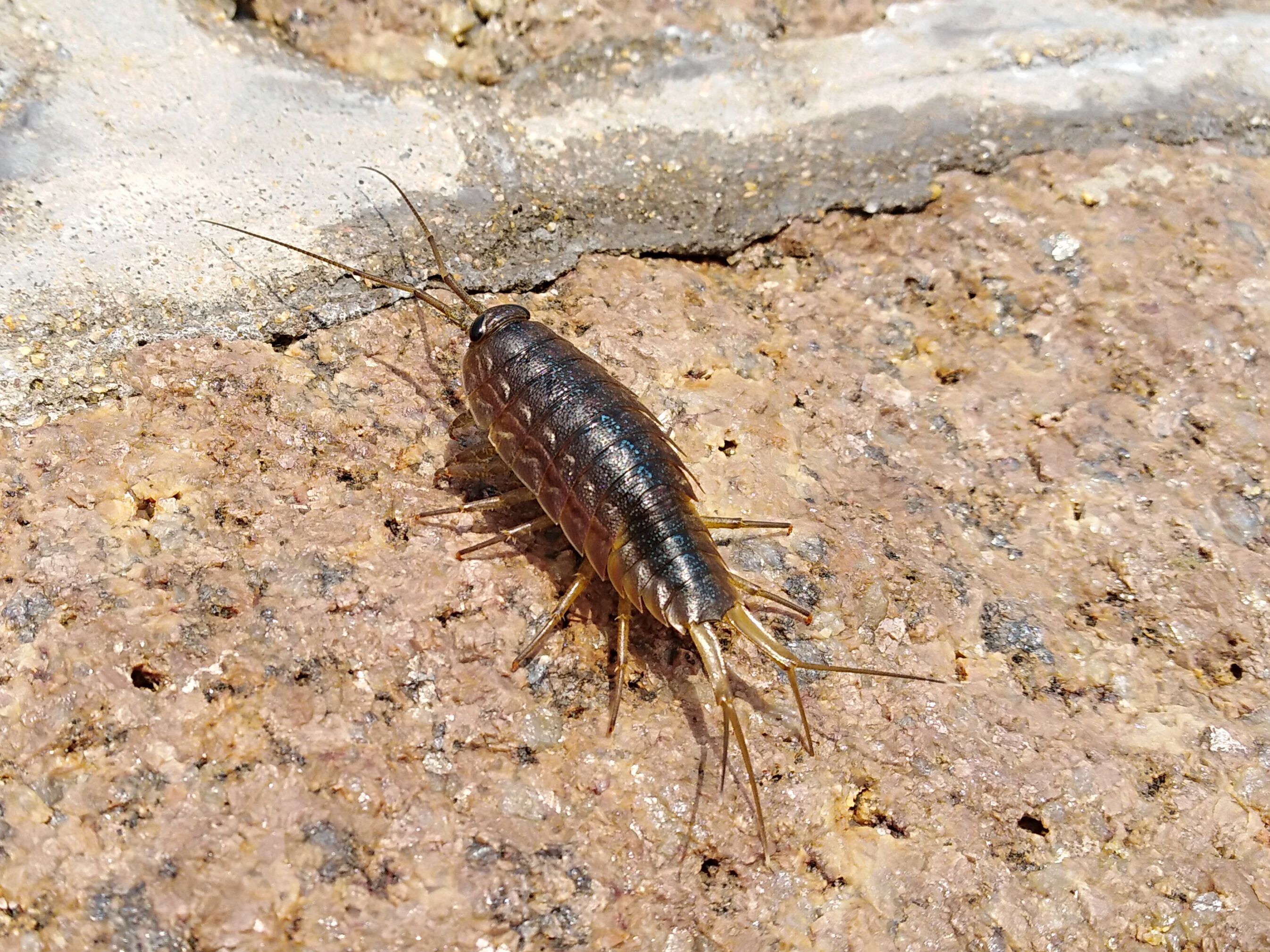 海蟑螂能海钓吗(海蟑螂可以钓鱼吗)