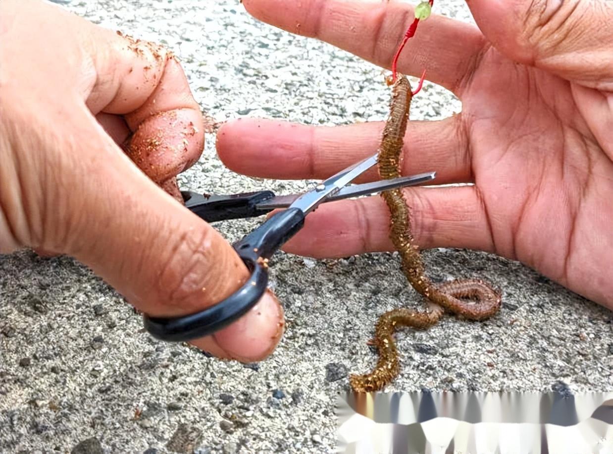 海钓青虫红虫好(海钓青虫红虫好钓吗)
