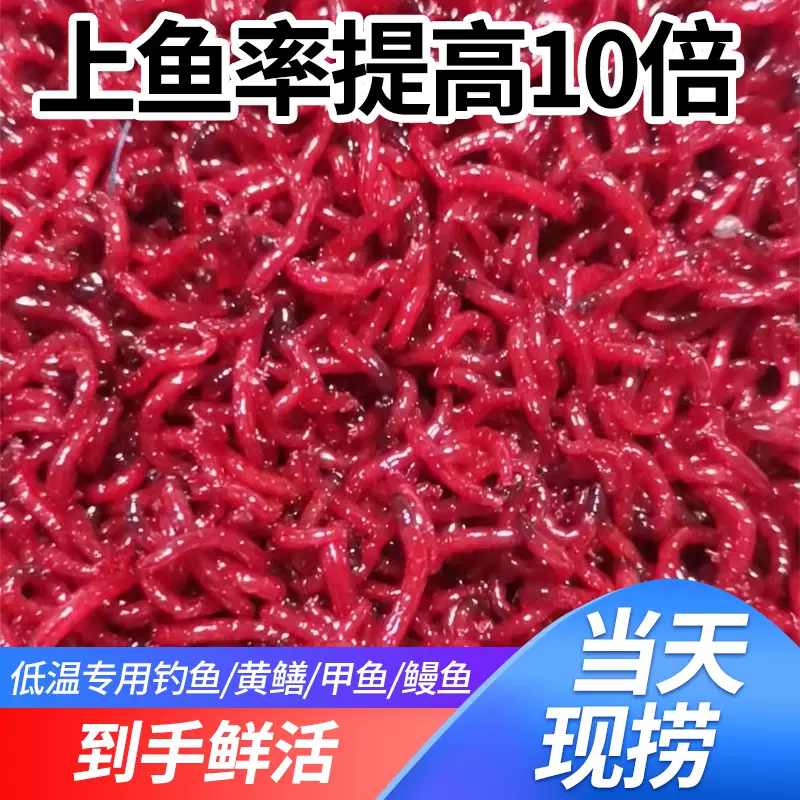 海钓青虫红虫好(海钓青虫红虫好钓吗)