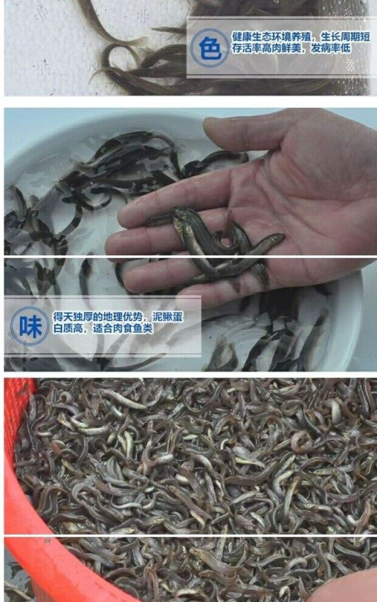 筏钓泥鳅技巧视频(筏钓 泥鳅)