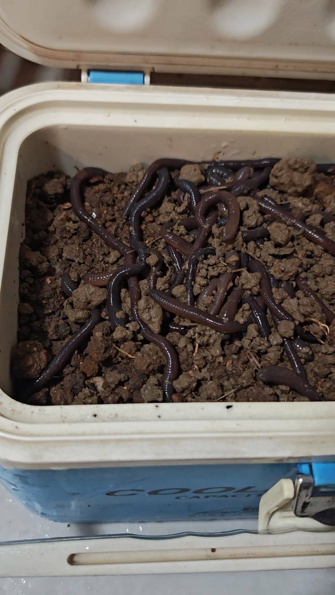 渔具店养蚯蚓(渔具店卖的蚯蚓是什么种)