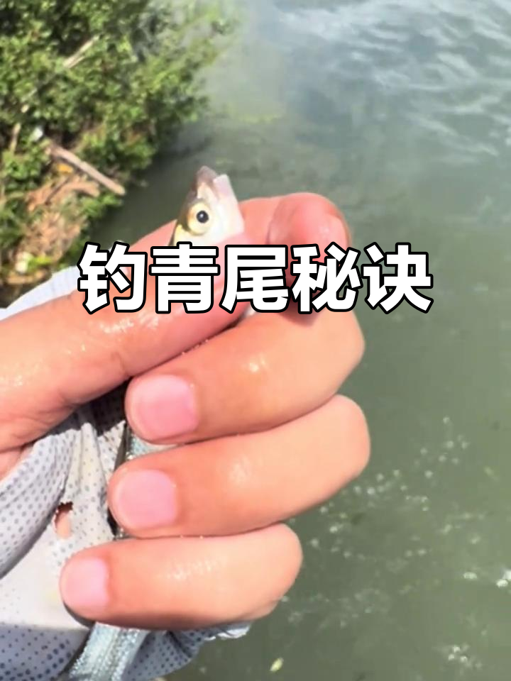 冬季野钓鲴鱼技巧(冬天鲴鱼怎么钓)