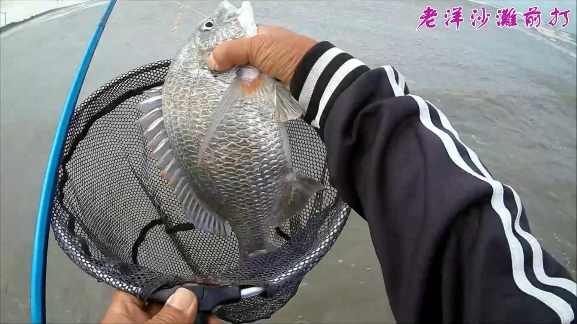 海钓鲷鱼(海钓鲷鱼的方法)