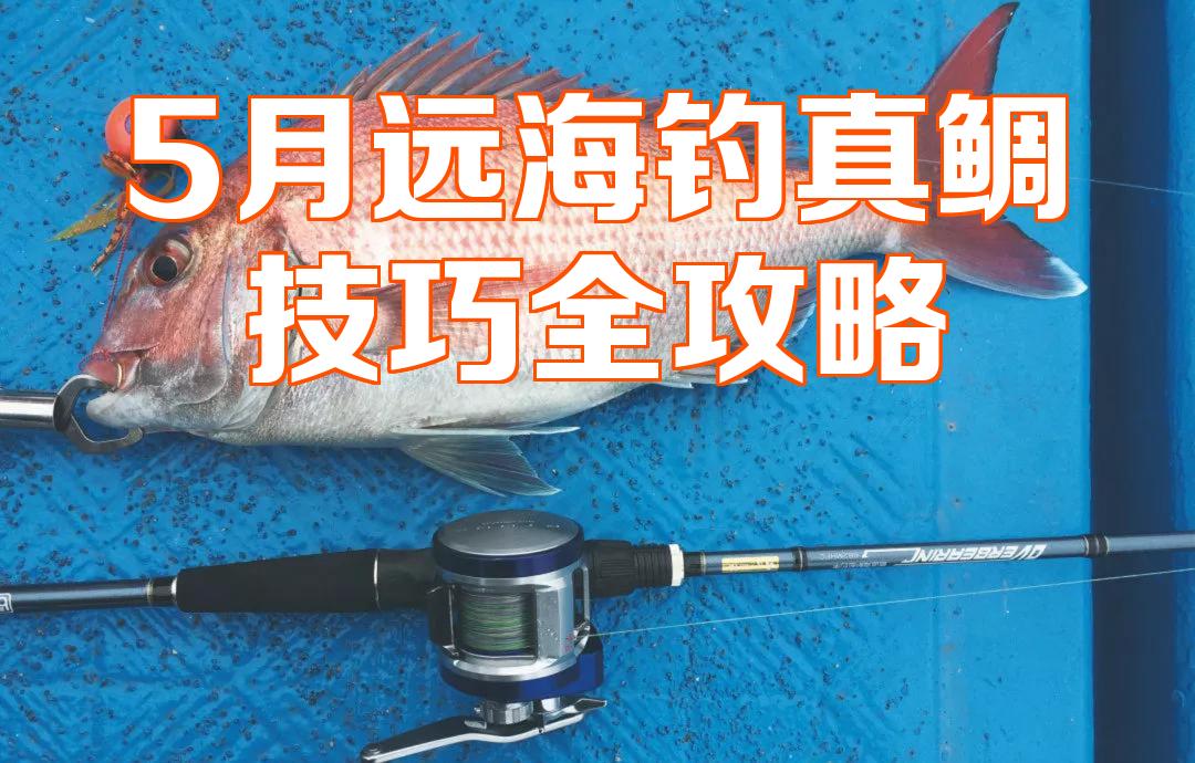 海钓鲷鱼(海钓鲷鱼的方法)