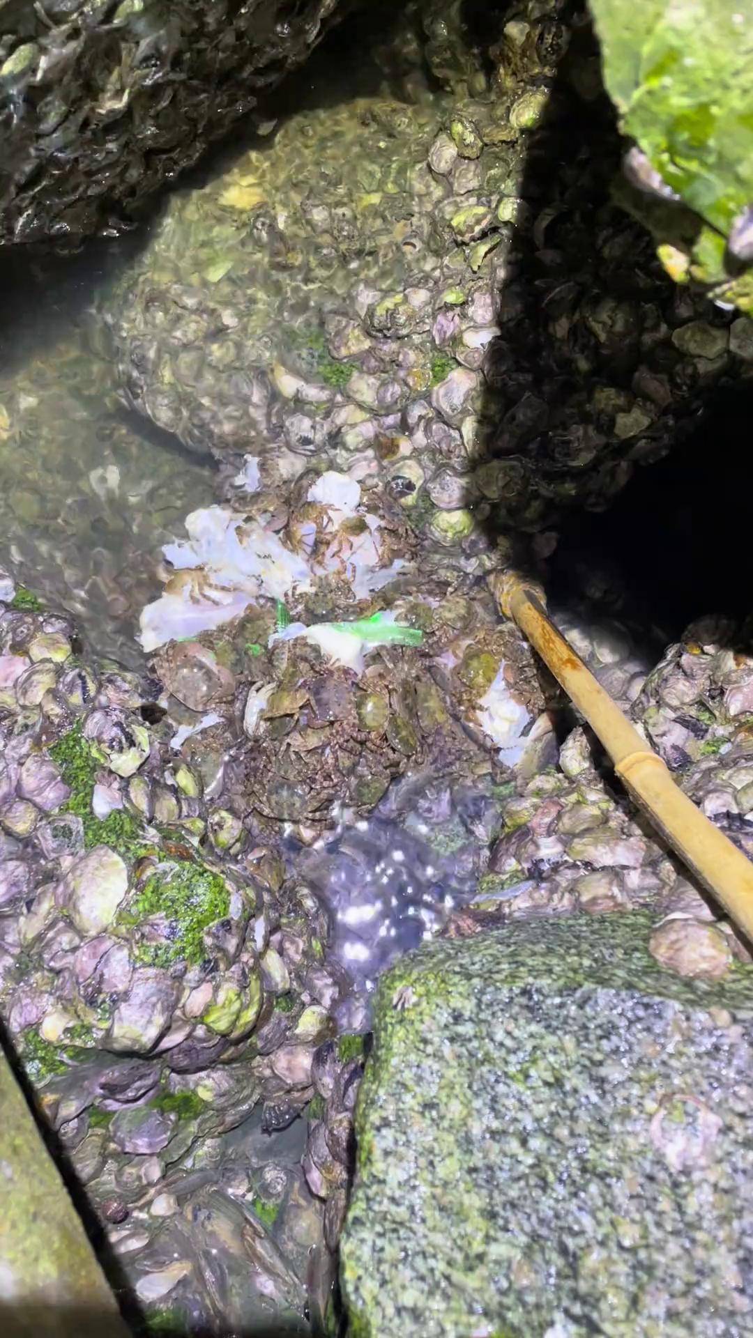 小岩蟹海钓(星露谷岩石蟹怎么刷)