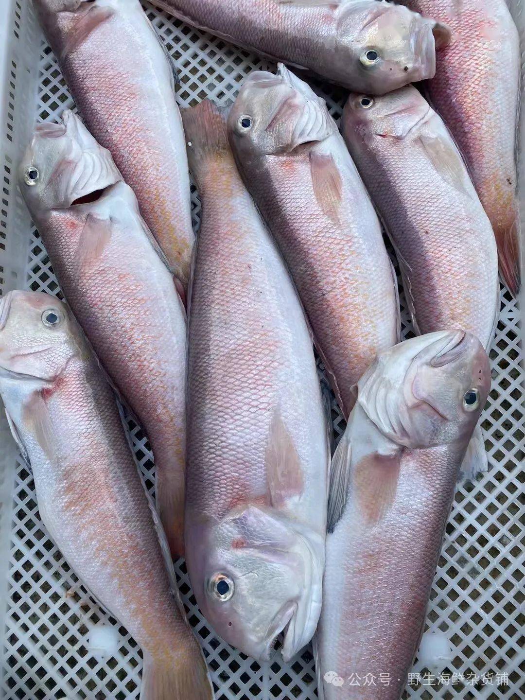 臭鱼海钓(臭鱼能钓什么鱼)