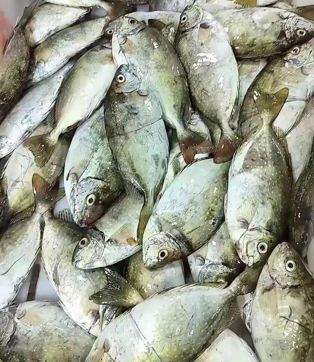 臭鱼海钓(臭鱼能钓什么鱼)