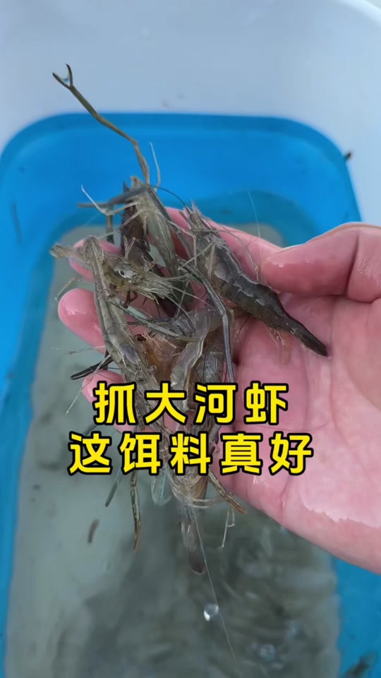 河虾秘制饵料(河虾秘制饵料是什么)