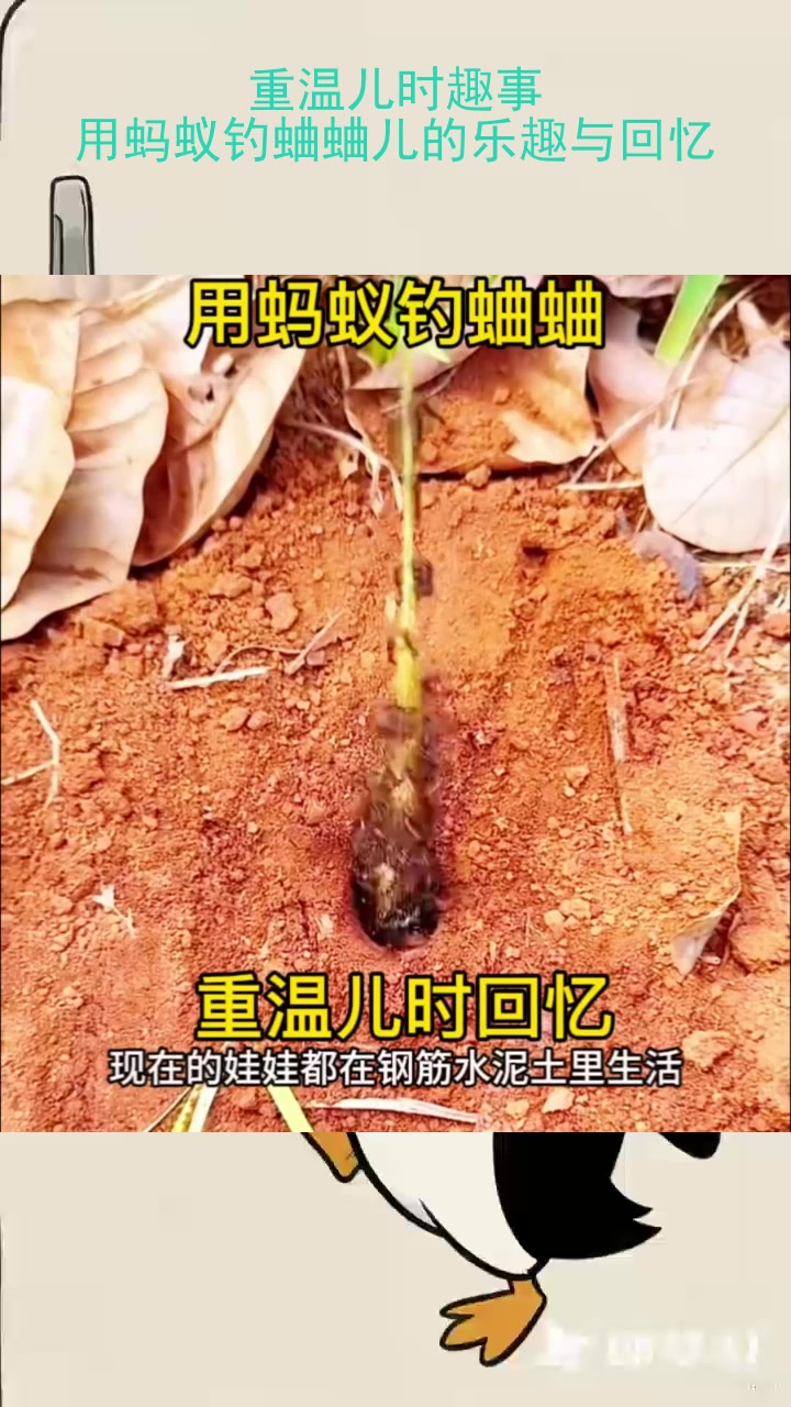 钩鱼蚂蚁饵料(蚂蚁钓鱼效果好吗)