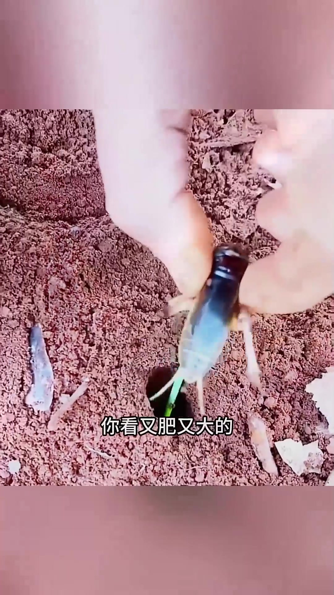 钩鱼蚂蚁饵料(蚂蚁钓鱼效果好吗)