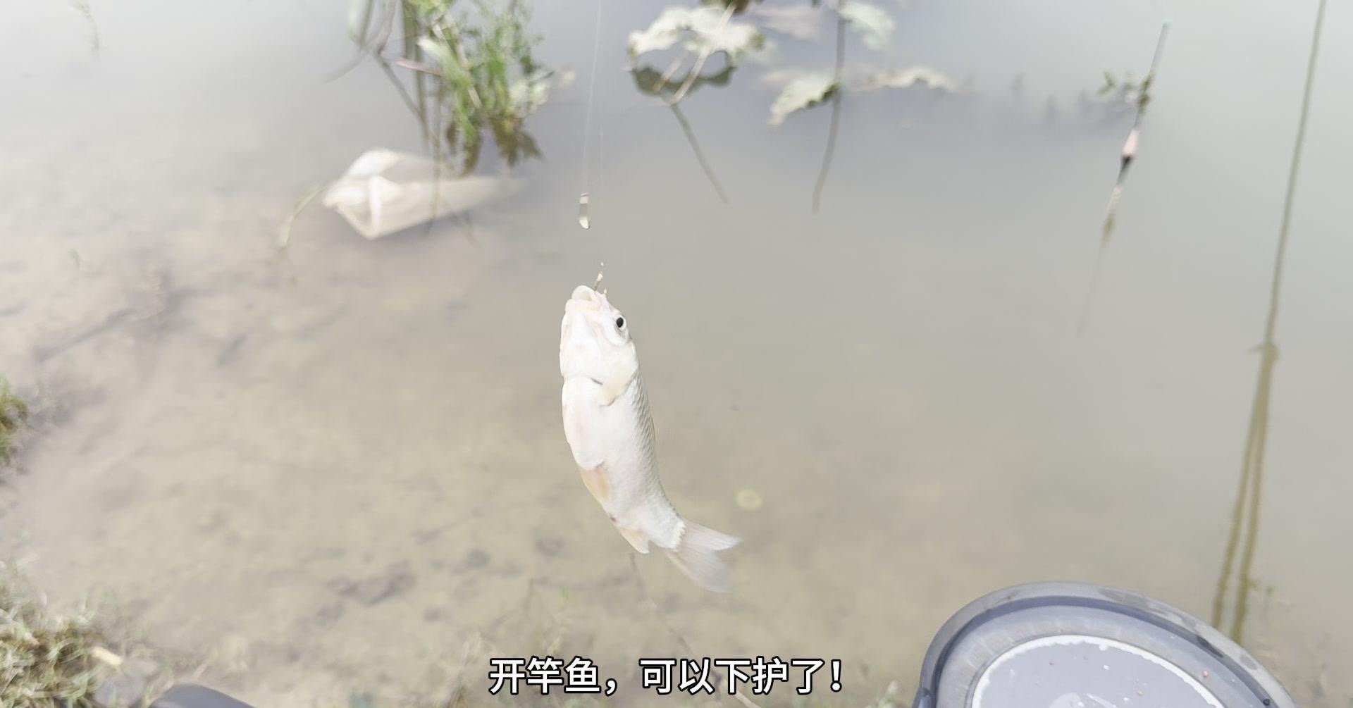 黄河夜钓鱼技巧(黄河里钓鱼用什么饵料)