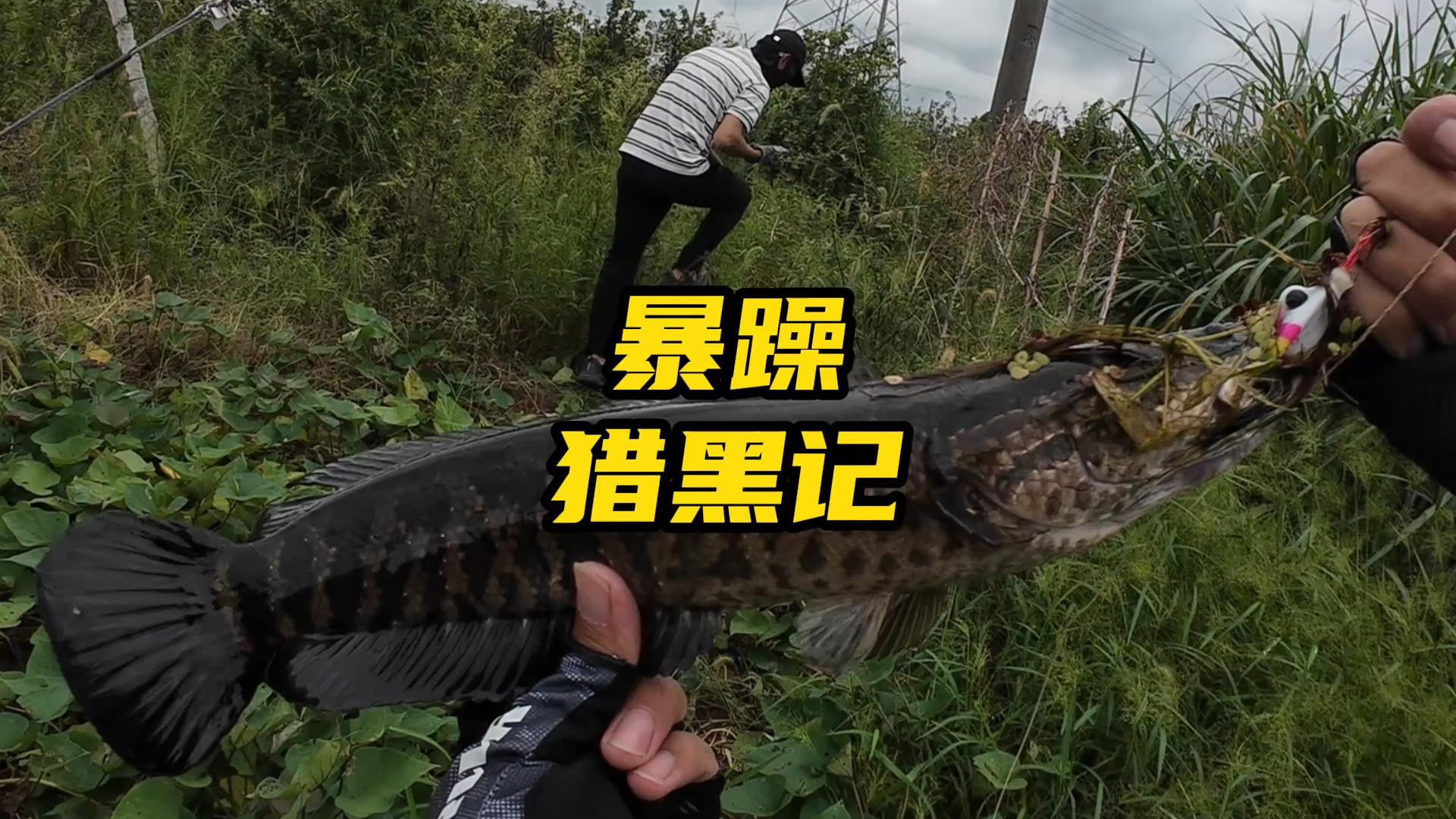 夏天路亚钓黑(路亚打黑什么天气最佳)