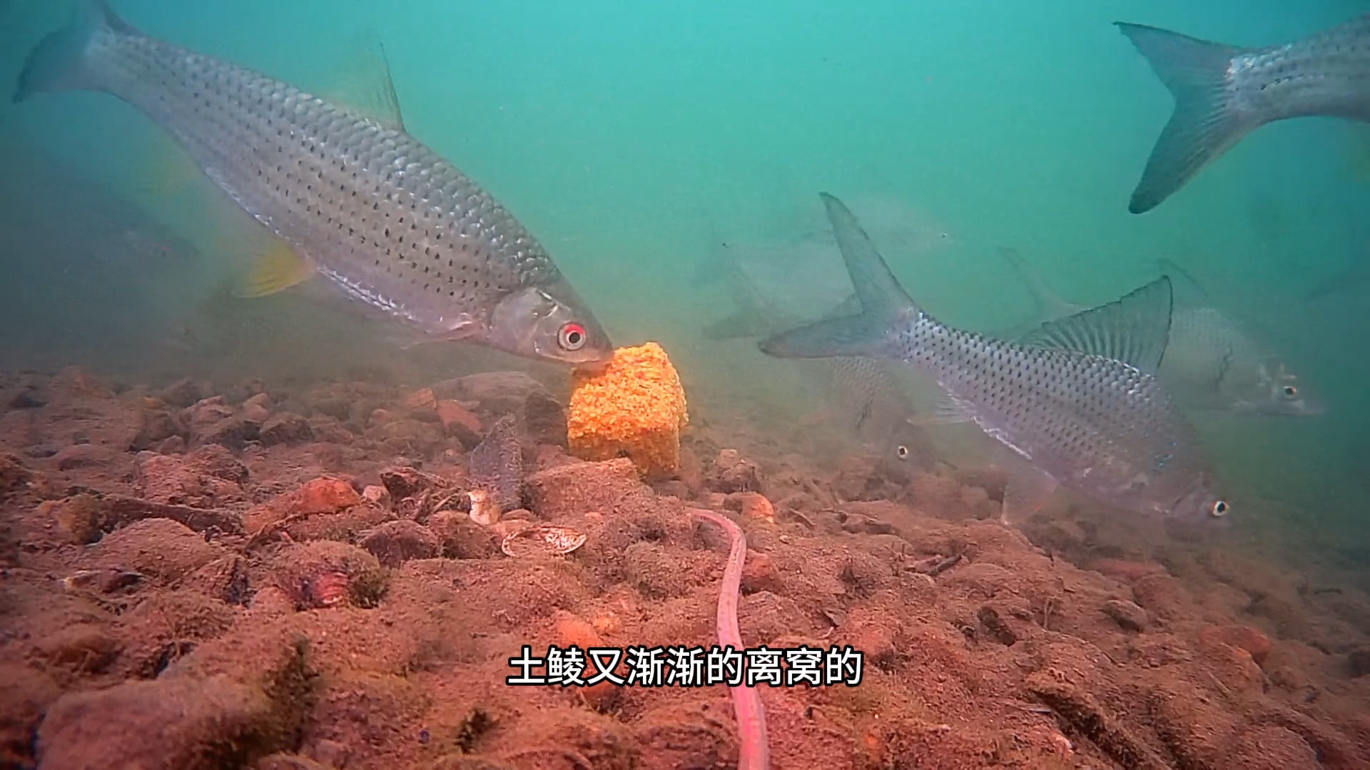 水下找鱼技巧(水下找鱼技巧视频)