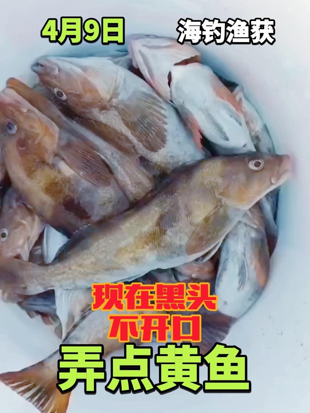 海钓经常钓的什么鱼(海钓钓啥鱼)