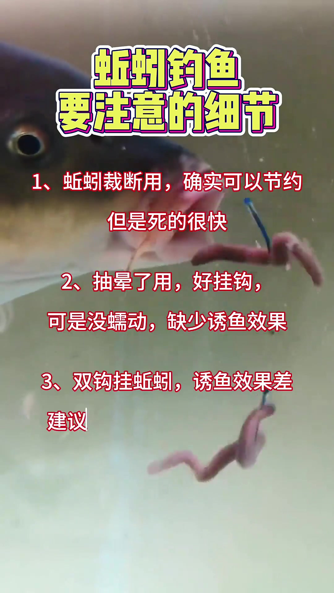 黑蚯蚓粉钓鱼技巧(黑蚯蚓饵料怎么样)