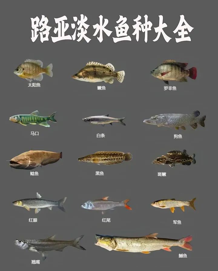 路亚鲷类鱼(鲷鱼怎么路亚)