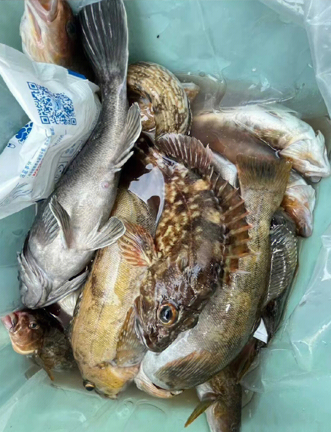 深圳东涌海钓(深圳东涌钓鱼地点)