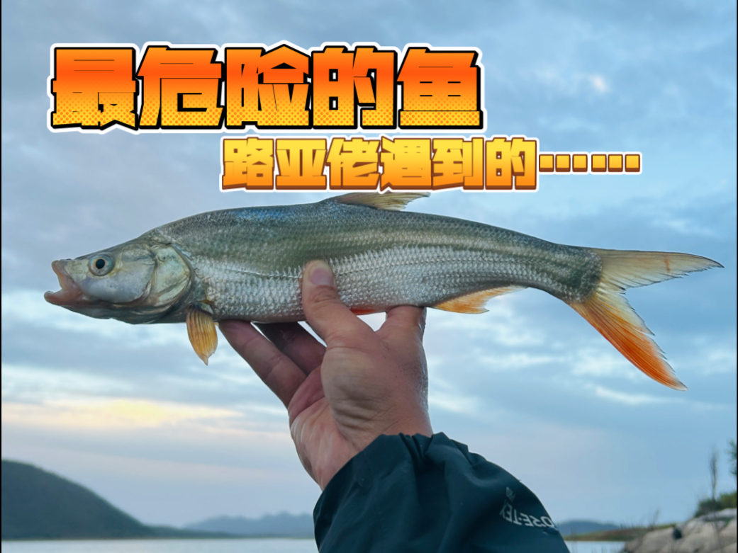 路亚有谁路到过刀鱼(弯刀路亚饵)