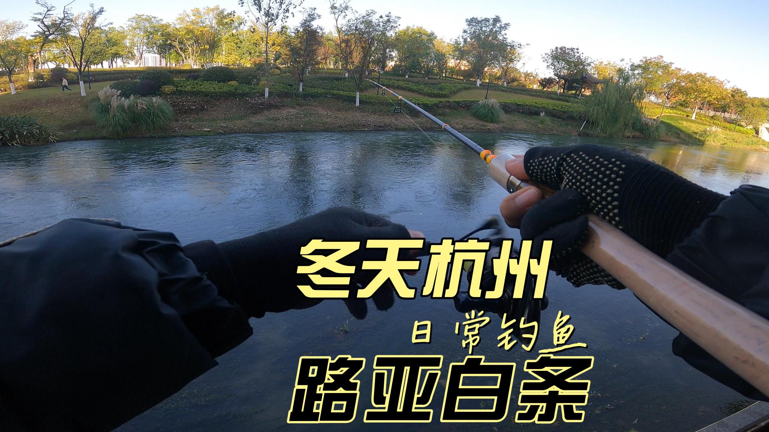路亚白条的手法(路亚白条手法技巧)