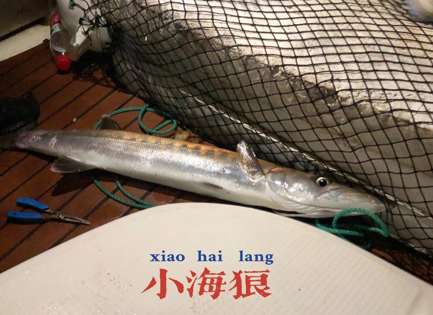 海钓海狼鱼技巧(海狼鱼的功效与作用)